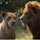King Lion King Lion