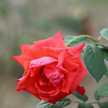  sh_k_althani