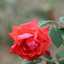  sh_k_althani
