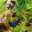 La Nuit Berries
