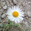 Mar Herz