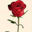 MD. SUMON AHMED