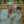 Anis Agustin