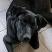 Gisella