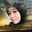 Lily Alipah