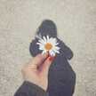 فرناز 