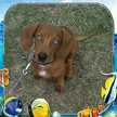 Pancho Elays