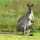 Kangaroo Hug Kangaroo Hug