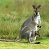 Kangaroo Hug Kangaroo Hug