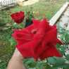 Ny.saputra Ny.saputra