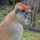 Ian Lee