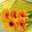 sun flower