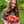 Anna Dolinka