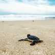 Telugu Turtle