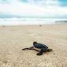 Telugu Turtle