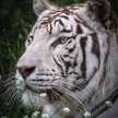 Sobia Usman