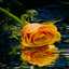 Caif.rostom