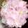Fatima_alsaffar96 Fatima_alsaffar96