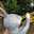 Arabbit
