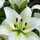 Lillys Sulistyowati Lillys Sulistyowati