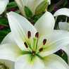 Lillys Sulistyowati Lillys Sulistyowati