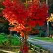 Pari 