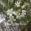 Dapur Coline Barus