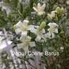 Dapur Coline Barus Dapur Coline Barus