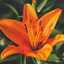 Lily Pacheco783