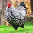 cook_108138103