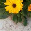 Hadeel Ah Ayaydah