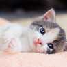 Sammicat
