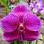 Orquídeas y Bonsais