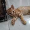 Nyonya Ancha Nyonya Ancha