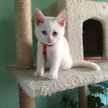 flower cat