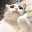 gowdcat
