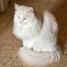 Rasha Lhaf