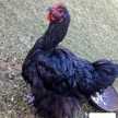 Aves Juli