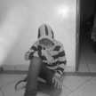 Raul Sebas