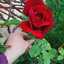Roaa Emad