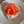Flor 