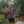 Maurittoh Baglione Maurittoh Baglione