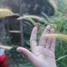 Elys Tiana Elys Tiana