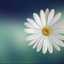 amany