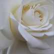 Rooh
