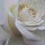 Rooh