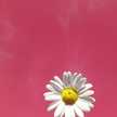 rosaliagoiris