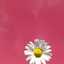 rosaliagoiris