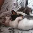 Mañas 