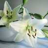 Lilian Flower